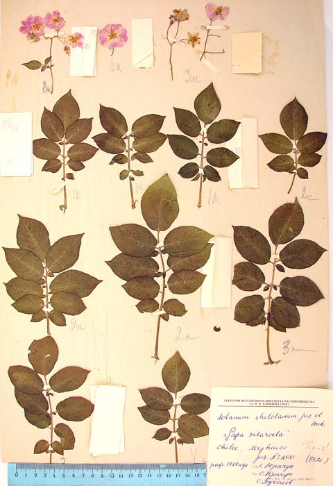 S. tuberosum Villaroella Holotypus (author hand - typus) 2021